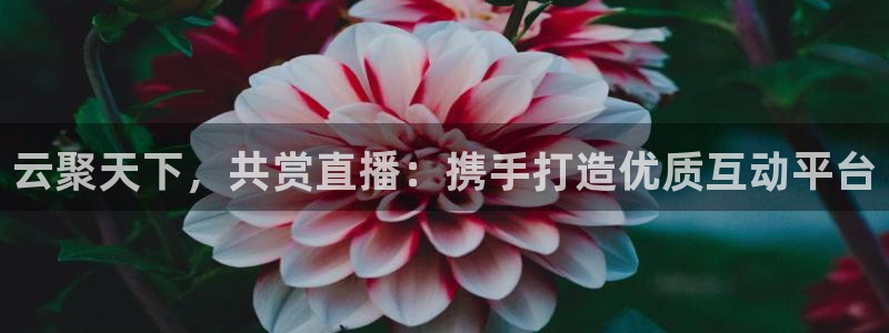 搜球体育直播：云聚天下，共赏直播：携手打造优质互动平台